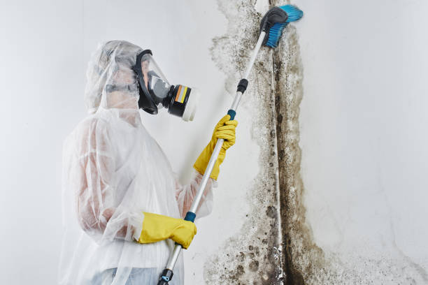 Best Localized Mold Remediation (e.g., coastal areas, humid climates) in Grant Park, IL