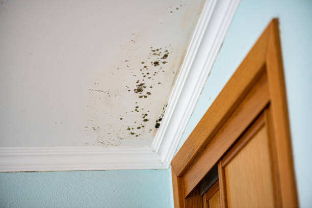 Best Basement Mold Remediation in Grant Park, IL