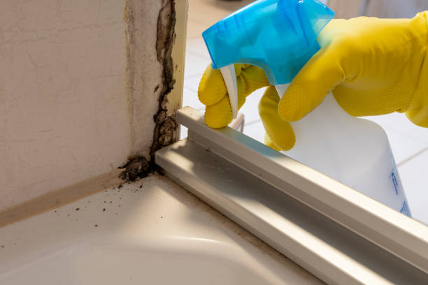 Best Health and Safety Mold Remediation in Grant Park, IL
