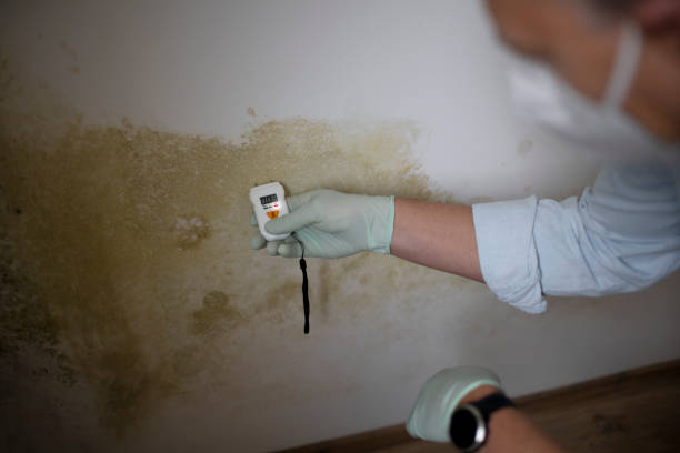 Best Mold Testing and Inspection Services in Grant Park, IL