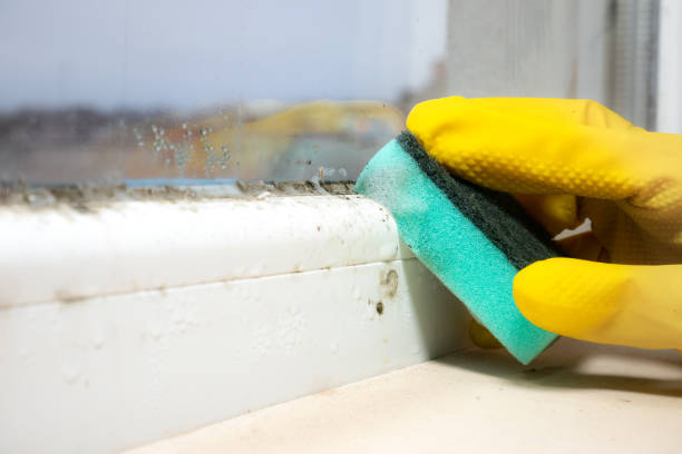 Best HVAC Mold Remediation in Grant Park, IL