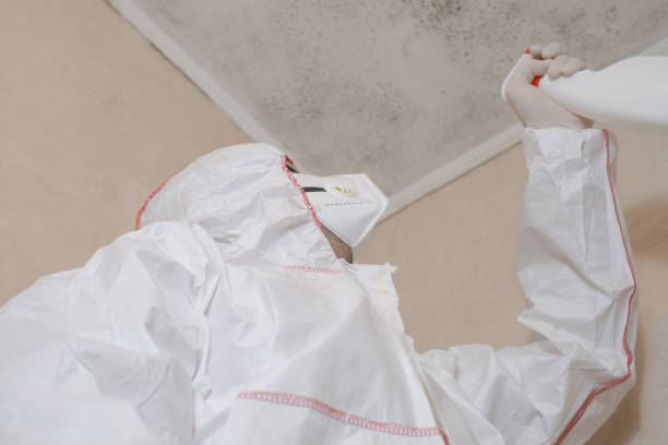 Best Kitchen Mold Remediation in Grant Park, IL