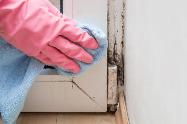 Best Black Mold Remediation in Grant Park, IL